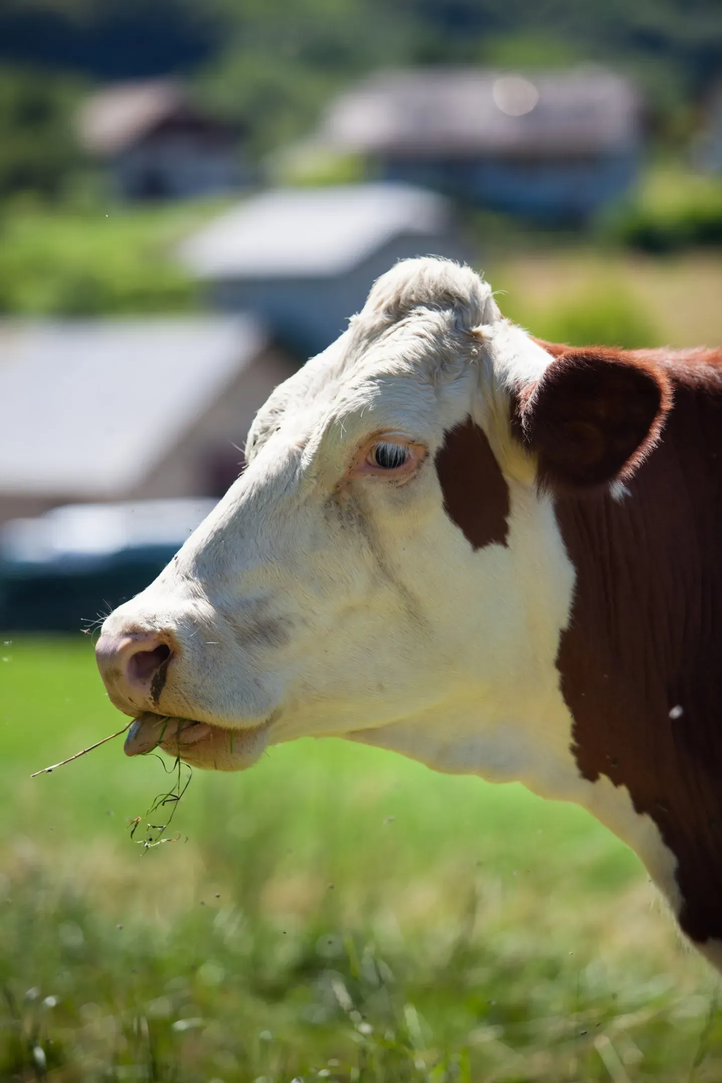 livestock-growth
