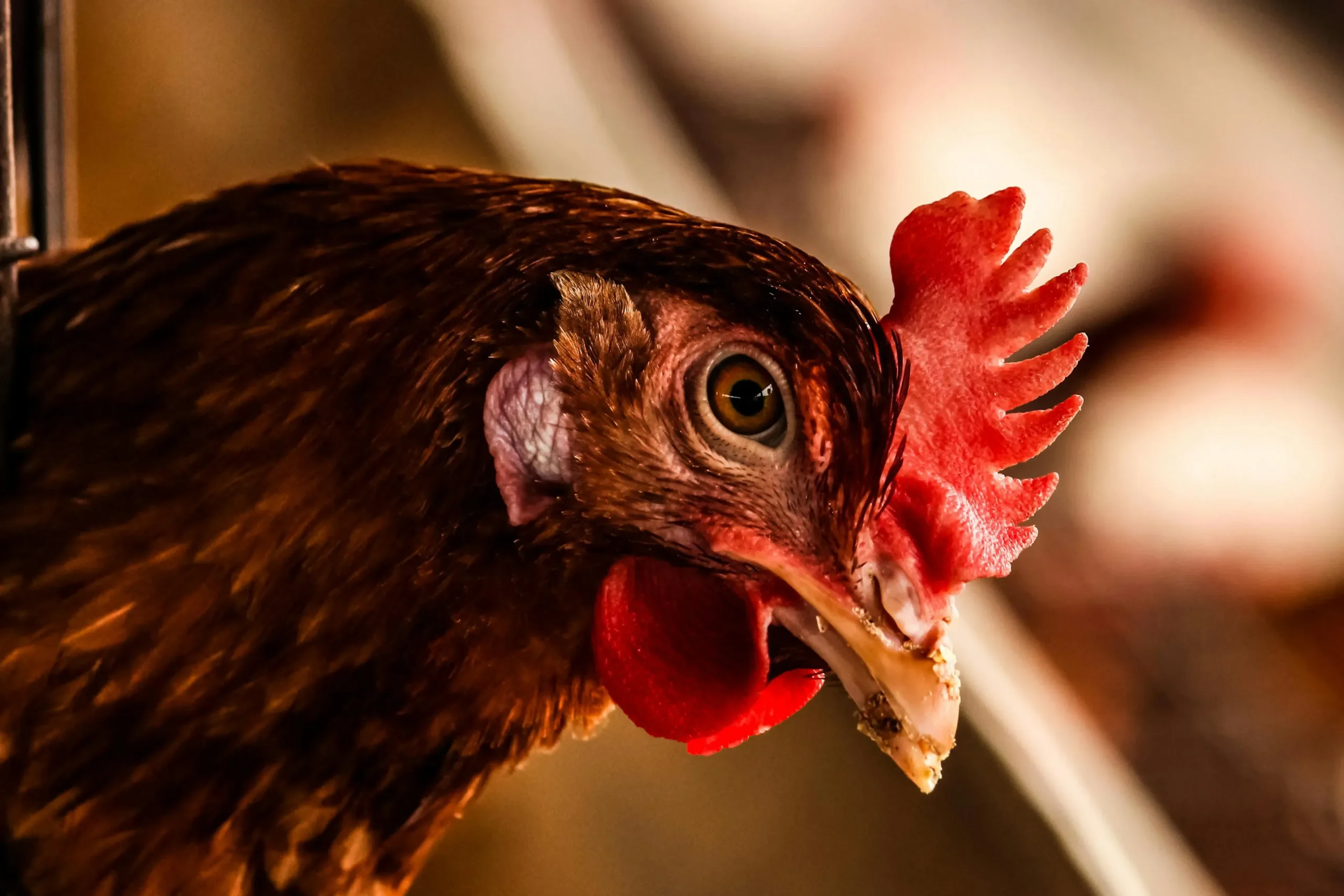 poultry-blog