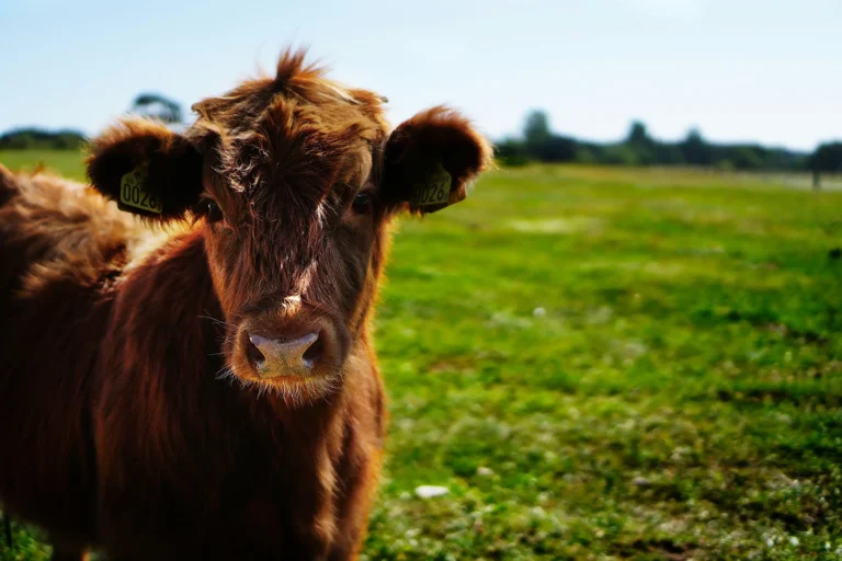 livestock-blog