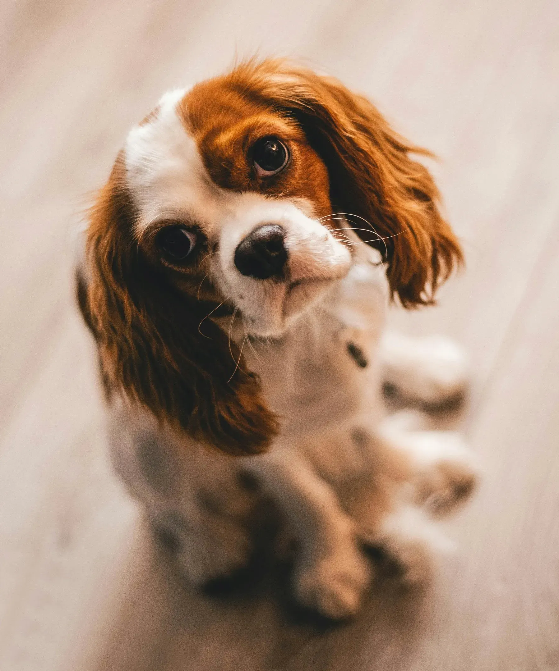 pet-health